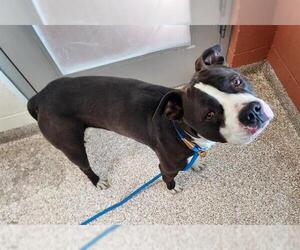 Mutt Dogs for adoption in Pueblo, CO, USA