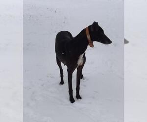 Greyhound Dogs for adoption in Stockport, OH, USA