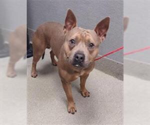 American Pit Bull Terrier-Unknown Mix Dogs for adoption in Las Vegas, NV, USA