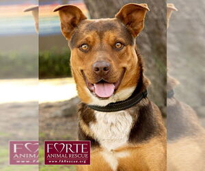 Australian Kelpie-Huskies  Mix Dogs for adoption in Marina del Rey, CA, USA