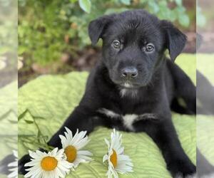 Labrador Retriever-Unknown Mix Dogs for adoption in San Diego, CA, USA