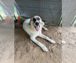 Anatolian Shepherd Dogs for adoption in Higley, AZ, USA