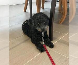 ShihPoo Dogs for adoption in Valrico, FL, USA