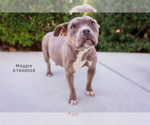 American Pit Bull Terrier-Unknown Mix Dogs for adoption in Riverside, CA, USA