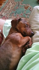 Dachshund Dogs for adoption in Chatham, VA, USA