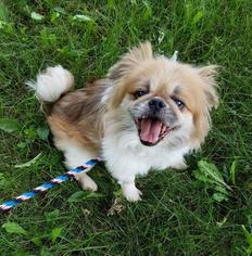 Pekingese Dogs for adoption in Kettering, OH, USA