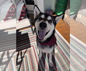 Siberian Husky Dogs for adoption in Greenville, SC, USA