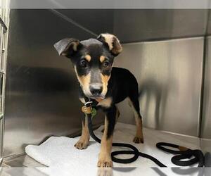 Doberman Pinscher-Unknown Mix Dogs for adoption in Pasadena, CA, USA
