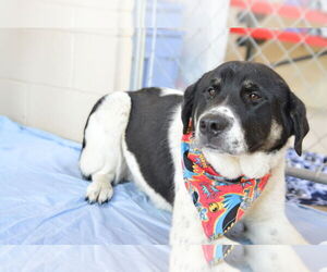 Great Pyrenees-Unknown Mix Dogs for adoption in McKinney, TX, USA