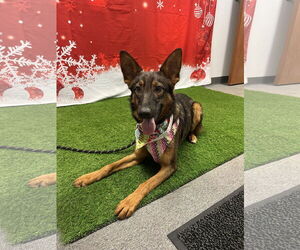 Mutt Dogs for adoption in Euless, TX, USA