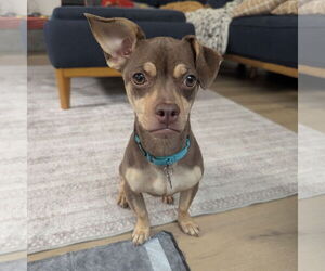 Chihuahua-Unknown Mix Dogs for adoption in Santa Clara, CA, USA