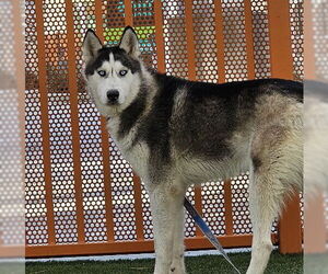 Huskies -Unknown Mix Dogs for adoption in Las Vegas, NV, USA