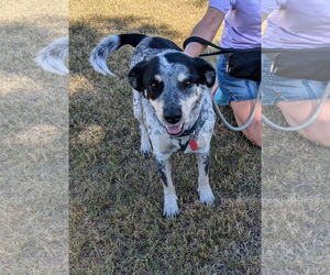 Mutt Dogs for adoption in Chandler, AZ, USA