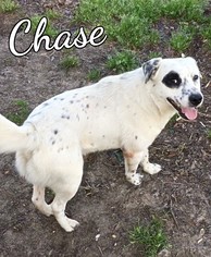 Australian Shepherd-Unknown Mix Dogs for adoption in Fairhope, AL, USA