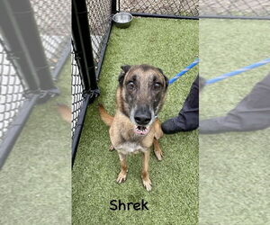 Mutt Dogs for adoption in Imlay City, MI, USA