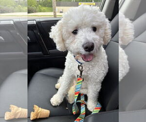 Maltese-Unknown Mix Dogs for adoption in Cuyahoga Falls , OH, USA