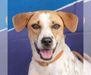 Beagle-Unknown Mix Dogs for adoption in El Cajon, CA, USA