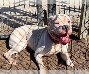 Boxer-Unknown Mix Dogs for adoption in Orange, CA, USA