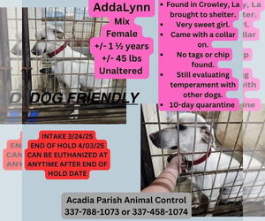 Labrador Retriever Dogs for adoption in New Orleans, LA, USA