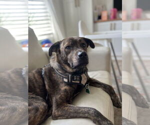 Mutt Dogs for adoption in Westminster, MD, USA