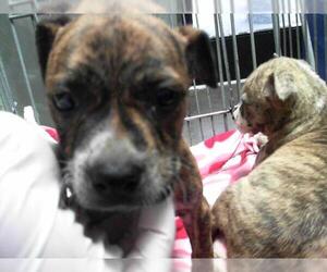 American Pit Bull Terrier-Unknown Mix Dogs for adoption in Tulsa, OK, USA