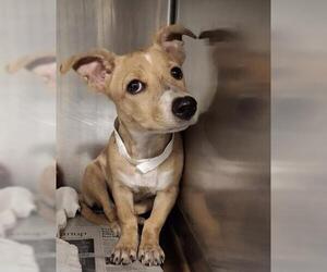 Basenji Dogs for adoption in Bakersfield, CA, USA
