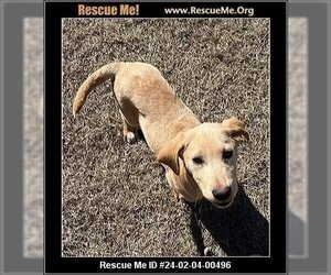 Labrador Retriever-Unknown Mix Dogs for adoption in Benton, PA, USA
