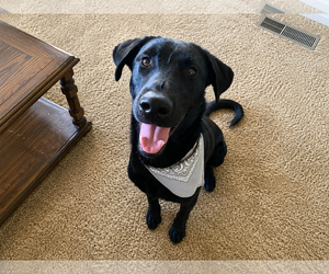 Labrador Retriever-Unknown Mix Dogs for adoption in Clovis, CA, USA