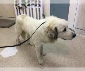 Great Pyrenees Dogs for adoption in Riverside, CA, USA