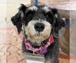 Mutt Dogs for adoption in San Diego, CA, USA