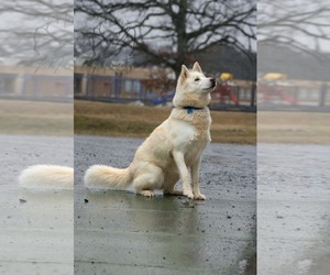 Siberian Husky-Unknown Mix Dogs for adoption in Rustburg, VA, USA