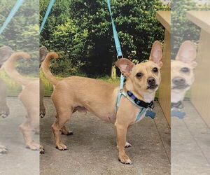 Chihuahua Dogs for adoption in Dana Point, CA, USA