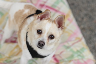 Chiranian Dogs for adoption in Santa Cruz, CA, USA