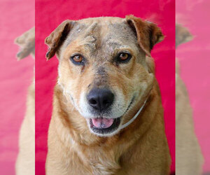 Mutt Dogs for adoption in Santa Ana, CA, USA