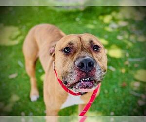 Mutt Dogs for adoption in Orlando, FL, USA