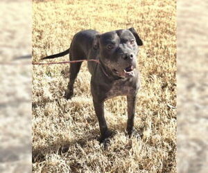 Mutt Dogs for adoption in Glen Allen, VA, USA