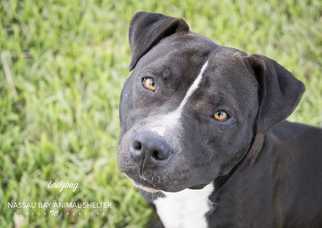 American Staffordshire Terrier Dogs for adoption in Nassau bay, TX, USA