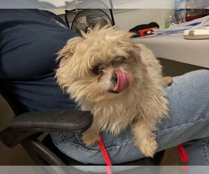 Shih Tzu Dogs for adoption in Bakersfield, CA, USA