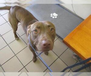 Staffordshire Bull Terrier Dogs for adoption in Ocala, FL, USA