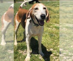 Treeing Walker Coonhound Dogs for adoption in Pacolet, SC, USA