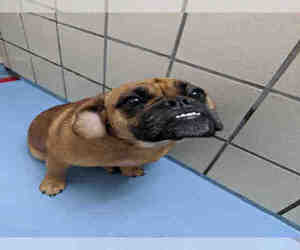 Pug Dogs for adoption in Lufkin, TX, USA