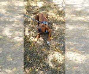 Vizsla Dogs for adoption in San Antonio, TX, USA