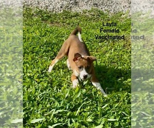 Mutt Dogs for adoption in Virginia Beach, VA, USA