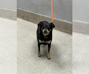 Chihuahua-Unknown Mix Dogs for adoption in Las Vegas, NV, USA
