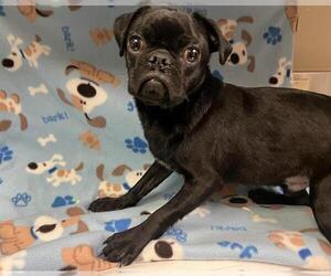 Pug-Unknown Mix Dogs for adoption in HESPERIA, CA, USA