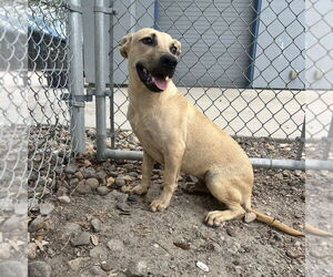 Dachshund-Unknown Mix Dogs for adoption in Rockaway, NJ, USA