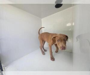 Staffordshire Bull Terrier-Unknown Mix Dogs for adoption in Houston, TX, USA