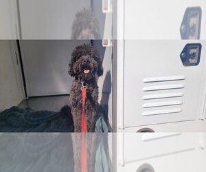 Poodle (Miniature) Dogs for adoption in Lodi, CA, USA