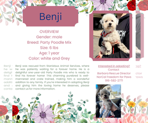 Poodle (Toy) Dogs for adoption in Rancho Cordova, CA, USA