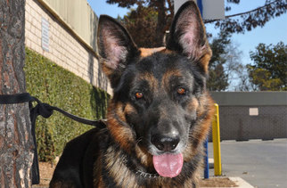 Medium Photo #1 German Shepherd Dog Puppy For Sale in Newport Beach, CA, USA
